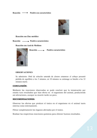 Reacción

Positivo no característico

Reacción con Zinc metálico
Reacción

Positivo característico

Reacción con Azul de Metileno
Reacción

Positivo característico

OBSERVACIONES
Se administro 10ml de solución saturada de cloruro estannoso el cobayo presentó
pérdida de equilibrio a los 3 minutos, en 10 minutos su estómago se hinchó a los 32
minutos murió.
CONCLUSIÓN:
Mediante las reacciones observadas se pudo concluir que la intoxicación por
estaño tuvo resultados que hizo efecto en el organismo del animal, produciendo
así alteraciones, aunque su muerte tardo un poco.

RECOMENDACIONES:
Observar los efectos que produce el toxico en el organismo en el animal tanto
externa como internamente.
Filtrar completamente los órganos afectados por el toxico.
Realizar las respectivas reacciones químicas para obtener buenos resultados.

13

 