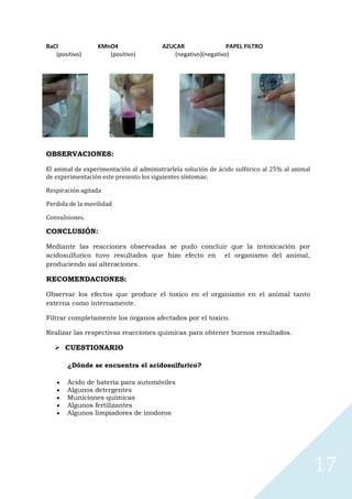 BaCl
(positivo)

KMnO4
(positivo)

AZUCAR
PAPEL FILTRO
(negativo)(negativo)

OBSERVACIONES:
El animal de experimentación al administrarlela solución de ácido sulfúrico al 25% al animal
de experimentación este presento los siguientes síntomas:
Respiración agitada
Perdida de la movilidad
Convulsiones.

CONCLUSIÓN:
Mediante las reacciones observadas se pudo concluir que la intoxicación por
acidosulfurico tuvo resultados que hizo efecto en el organismo del animal,
produciendo así alteraciones.

RECOMENDACIONES:
Observar los efectos que produce el toxico en el organismo en el animal tanto
externa como internamente.
Filtrar completamente los órganos afectados por el toxico.
Realizar las respectivas reacciones químicas para obtener buenos resultados.

 CUESTIONARIO
¿Dónde se encuentra el acidosulfurico?
Ácido de batería para automóviles
Algunos detergentes
Municiones químicas
Algunos fertilizantes
Algunos limpiadores de inodoros

17

 