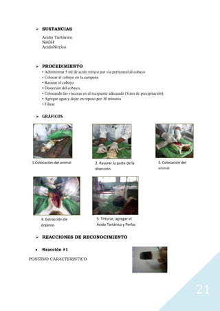  SUSTANCIAS
Acido Tartárico
NaOH
AcidoNitrico

 PROCEDIMIENTO
• Administrar 5 ml de acido nítrico por vía peritoneal al cobayo
• Colocar al cobayo en la campana
• Rasurar el cobayo
• Disección del cobayo.
• Colocando las vísceras en el recipiente adecuado (Vaso de precipitación).
• Agregar agua y dejar en reposo por 30 minutos
• Filtrar

 GRÁFICOS


1.Colocación del animal

4. Extracción de
órganos

2. Rasurar la parte de la
disección.

3. Colocación del
animal

5. Triturar, agregar el
Ácido Tartárico y Perlas

 REACCIONES DE RECONOCIMIENTO
Reacción #1
POSITIVO CARACTERISTICO

21

 