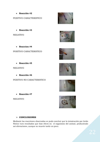 Reacción #2
POSITIVO CARACTERISTICO

Reacción #3
NEGATIVO

Reaccion #4
POSITIVO CARACTERISTICO

Reacción #5
NEGATIVO
Reacción #6
POSITIVO NO CARACTERISTICO

Reacción #7
NEGATIVO

 CONCLUSIONES
Mediante las reacciones observadas se pudo concluir que la intoxicación por Acido
Nitrico tuvo resultados que hizo efecto en el organismo del animal, produciendo
así alteraciones, aunque su muerte tardo un poco.

22

 