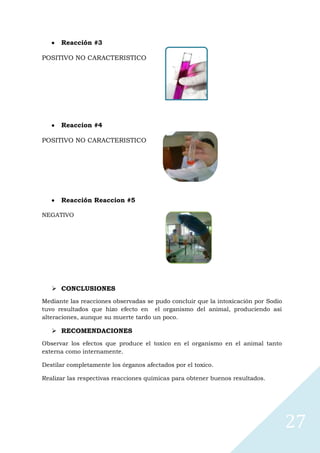 Reacción #3
POSITIVO NO CARACTERISTICO

Reaccion #4
POSITIVO NO CARACTERISTICO

Reacción Reaccion #5
NEGATIVO

 CONCLUSIONES
Mediante las reacciones observadas se pudo concluir que la intoxicación por Sodio
tuvo resultados que hizo efecto en el organismo del animal, produciendo así
alteraciones, aunque su muerte tardo un poco.

 RECOMENDACIONES
Observar los efectos que produce el toxico en el organismo en el animal tanto
externa como internamente.
Destilar completamente los órganos afectados por el toxico.
Realizar las respectivas reacciones químicas para obtener buenos resultados.

27

 