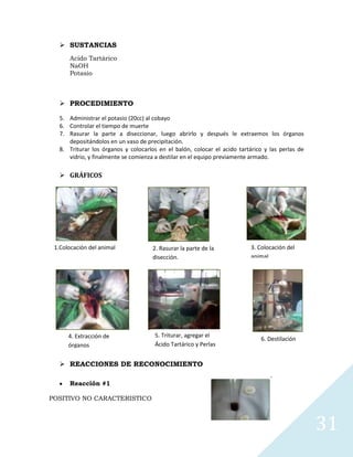  SUSTANCIAS
Acido Tartárico
NaOH
Potasio

 PROCEDIMIENTO
5. Administrar el potasio (20cc) al cobayo
6. Controlar el tiempo de muerte
7. Rasurar la parte a diseccionar, luego abrirlo y después le extraemos los órganos
depositándolos en un vaso de precipitación.
8. Triturar los órganos y colocarlos en el balón, colocar el acido tartárico y las perlas de
vidrio, y finalmente se comienza a destilar en el equipo previamente armado.

 GRÁFICOS


1.Colocación del animal

4. Extracción de
órganos

2. Rasurar la parte de la
disección.

3. Colocación del
animal

5. Triturar, agregar el
Ácido Tartárico y Perlas

6. Destilación

 REACCIONES DE RECONOCIMIENTO
Reacción #1
POSITIVO NO CARACTERISTICO

31

 