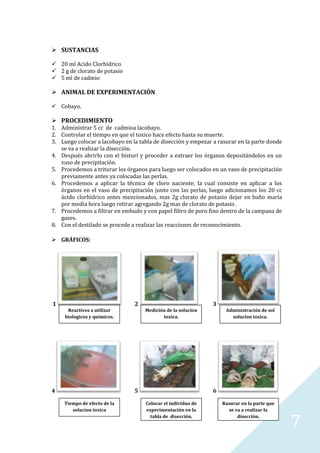  SUSTANCIAS
 20 ml Acido Clorhídrico
 2 g de clorato de potasio
 5 ml de cadmio

 ANIMAL DE EXPERIMENTACIÓN
 Cobayo.

 PROCEDIMIENTO

1. Administrar 5 cc de cadmioa lacobayo.
2. Controlar el tiempo en que el toxico hace efecto hasta su muerte.
3. Luego colocar a lacobayo en la tabla de disección y empezar a rasurar en la parte donde
se va a realizar la disección.
4. Después abrirlo con el bisturí y proceder a extraer los órganos depositándolos en un
vaso de precipitación.
5. Procedemos a triturar los órganos para luego ser colocados en un vaso de precipitación
previamente antes ya colocadas las perlas.
6. Procedemos a aplicar la técnica de cloro naciente; la cual consiste en aplicar a los
órganos en el vaso de precipitación junto con las perlas, luego adicionamos los 20 cc
ácido clorhídrico antes mencionados, mas 2g clorato de potasio dejar en baño maría
por media hora luego retirar agregando 2g mas de clorato de potasio .
7. Procedemos a filtrar en embudo y con papel filtro de poro fino dentro de la campana de
gases.
8. Con el destilado se procede a realizar las reacciones de reconocimiento.
 GRÁFICOS:

1

2
Reactivos a utilizar
biologicos y quimicos.

4

3
Medición de la solucion
toxica.

5
Tiempo de efecto de la
solucion toxica

Administración de sol
solucion toxica.

6
Colocar el individuo de
experimentación en la
tabla de disección.

Rasurar en la parte que
se va a realizar la
disección.

7

 