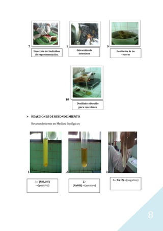 7

8

9
Extracción de
intestinos

Disección del individuo
de experimentación.

Destilación de las
vísceras

10
Destilado obtenido
para reacciones

 REACCIONES DE RECONOCIMIENTO
Reconocimiento en Medios Biológicos

1

2
1.- (NH4OH)
(positivo)

3
2.(NaOH) (positivo)

3.- Na CN (negativo)

8

 