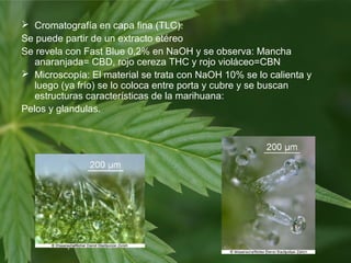  Cromatografía en capa fina (TLC):
Se puede partir de un extracto etéreo
Se revela con Fast Blue 0,2% en NaOH y se observa: Mancha
anaranjada= CBD, rojo cereza THC y rojo violáceo=CBN
 Microscopía: El material se trata con NaOH 10% se lo calienta y
luego (ya frío) se lo coloca entre porta y cubre y se buscan
estructuras características de la marihuana:
Pelos y glandulas.
 