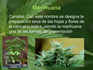 Marihuana
Canabis: Con este nombre se designa la
preparación seca de las hojas y flores de
la cannabis sativa, siendo la marihuana
una de las formas de presentación
 