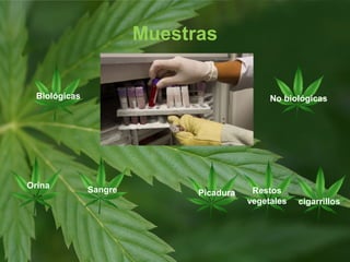 Muestras
Biológicas No biológicas
Orina Sangre Picadura
cigarrillos
Restos
vegetales
 
