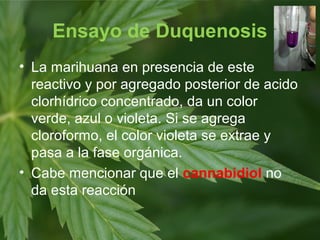 Ensayo de Duquenosis
• La marihuana en presencia de este
reactivo y por agregado posterior de acido
clorhídrico concentrado, da un color
verde, azul o violeta. Si se agrega
cloroformo, el color violeta se extrae y
pasa a la fase orgánica.
• Cabe mencionar que el cannabidiol no
da esta reacción
 