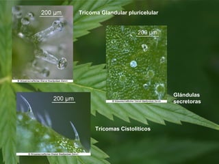 Tricoma Glandular pluricelular

Glándulas
secretoras

Tricomas Cistoliticos

 