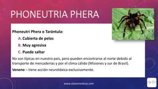 PHONEUTRIA PHERA
Phoneutri Phera o Tarántula:
A. Cubierta de pelos
B. Muy agresiva
C. Puede saltar
No son típicas en nuestro país, pero pueden encontrarse al norte debido al
transporte de mercaderías y por el clima cálido (Misiones y sur de Brasil).
Veneno – tiene acción neurotóxica exclusivamente.
www.clasesmedicas.com
 