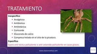 TRATAMIENTO
Inespecífico
 Analgésico
 Antibiotico
 Antitetánica
 Corticoide
 Gluconato de calcio
 Compresa helada en el sitio de la picadura.
Específico
Suero anti-tectus polivalente o anti-arácnido polivalente en casos graves.
www.clasesmedicas.com
 