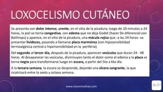 LOXOCELISMO CUTÁNEO
Se presenta con dolor intenso, urente, en el sitio de la picadura; luego de 10 minutos a 24
horas, la piel se torna congestiva, con edema que no deja Godet (hacer Dx diferencial con
Bothrops) y aparece, en el sitio de la picadura, una mácula rojiza que -a las 24 horas- va
presentar livideces, pasando a llamarse placa marmórea (con hiposensibilidad
termoalgésica central e hipersensibilidad en la periferia).
Del segundo al tercer día, después de la picadura, aparecen vesículas que duran 24 - 48
horas. Al desaparecer las vesículas, disminuyen tanto el dolor como el edema y la placa se
torna negra para transformarse luego en escara, a partir del 5to a 6to día.
A la tercera semana, la escara se desprende, dejando una úlcera sangrante, la que
cicatrizará entre la sexta y octava semana.
www.clasesmedicas.com
 