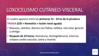 LOXOCELISMO CUTÁNEO-VISCERAL
El cuadro aparece entre las primeras 12 - 24 hs de la picadura:
TRIADA (CID + Hemolisis + lesión renal aguda)
 Náuseas, vómitos, diarrea con fiebre, cefalea, mal estar general
y vértigo.
 Después de 24 horas: hematuria, hemoglobinuria, ictericia,
colapso cardio-vascular, coma y muerte.
www.clasesmedicas.com
 