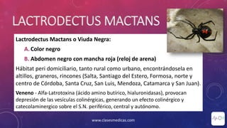 LACTRODECTUS MACTANS
Lactrodectus Mactans o Viuda Negra:
A. Color negro
B. Abdomen negro con mancha roja (reloj de arena)
Hábitat peri domiciliario, tanto rural como urbano, encontrándosela en
altillos, graneros, rincones (Salta, Santiago del Estero, Formosa, norte y
centro de Córdoba, Santa Cruz, San Luis, Mendoza, Catamarca y San Juan).
Veneno - Alfa-Latrotoxina (ácido amino butírico, hialuronidasas), provocan
depresión de las vesículas colinérgicas, generando un efecto colinérgico y
catecolaminergico sobre el S.N. periférico, central y autónomo.
www.clasesmedicas.com
 
