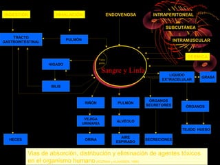 INGESTIÓN             INHALACIÓN                      ENDOVENOSA       INTRAPERITONEAL


                                                                            SUBCUTÁNEA

    TRACTO
                            PULMÓN                                                INTRAMUSCULAR
GASTROINTESTINAL



                                                                                       DÉRMICA
                                              Vena
                                              porta
                   HIGADO
                                                Sangre y Linfa               LíQUIDO
                                                                                             GRASA
                                                                          EXTRACELULAR
                    BILIS


                                                                     ÓRGANOS
                                      RIÑÓN              PULMÓN
                                                                    SECRETORES        ÓRGANOS


                                      VEJIGA
                                                         ALVÉOLO
                                     URINARIA
                                                                                     TEJIDO HUESO

                                                           AIRE
  HECES                               ORINA                         SECRECIONES
                                                         ESPIRADO


          Vias de absorción, distribución y eliminación de agentes tóxicos
          en el organismo humano (ROZMAN y KLAASSEN, 1996)
 