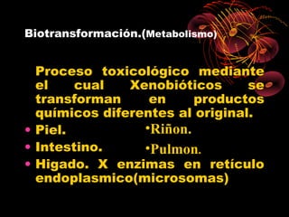 Biotransformación.(Metabolismo)


  Proceso toxicológico mediante
  el    cual   Xenobióticos      se
  transforman     en     productos
  químicos diferentes al original.
• Piel.          •Riñon.
• Intestino.     •Pulmon.
• Higado. X enzimas en retículo
  endoplasmico(microsomas)
 