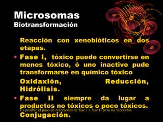 Microsomas
Biotransformación

  Reacción con xenobióticos en dos
  etapas.
• Fase I, tóxico puede convertirse en
  menos tóxico, ó uno inactivo pude
  transformarse en químico tóxico
  Oxidaxión,                                            Reducción,
  Hidrólisis.
• Fase             II        siempre da lugar a
  productos no tóxicos o poco tóxicos.
  Es posible el paso de reacciones de fase I a fase II pero no viceversa
  Conjugación.
 