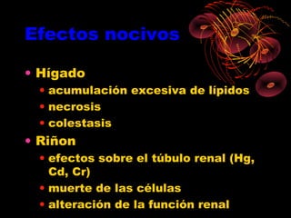 Efectos nocivos

• Hígado
 • acumulación excesiva de lípidos
 • necrosis
 • colestasis
• Riñon
 • efectos sobre el túbulo renal (Hg,
   Cd, Cr)
 • muerte de las células
 • alteración de la función renal
 