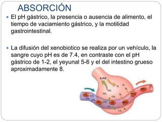ABSORCIÓN
 El pH gástrico, la presencia o ausencia de alimento, el
tiempo de vaciamiento gástrico, y la motilidad
gastrointestinal.
 La difusión del xenobiotico se realiza por un vehículo, la
sangre cuyo pH es de 7.4, en contraste con el pH
gástrico de 1-2, el yeyunal 5-6 y el del intestino grueso
aproximadamente 8.
 