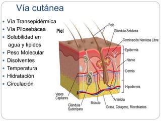 Vía cutánea
 Vía Transepidérmica
 Vía Pilosebácea
 Solubilidad en
agua y lípidos
 Peso Molecular
 Disolventes
 Temperatura
 Hidratación
 Circulación
 