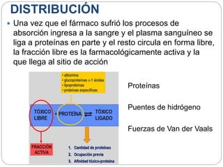 DISTRIBUCIÓN
 Una vez que el fármaco sufrió los procesos de
absorción ingresa a la sangre y el plasma sanguíneo se
liga a proteínas en parte y el resto circula en forma libre,
la fracción libre es la farmacológicamente activa y la
que llega al sitio de acción
Proteínas
Puentes de hidrógeno
Fuerzas de Van der Vaals
 