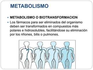 METABOLISMO
 METABOLISMO O BIOTRANSFORMACION
 Los fármacos para ser eliminados del organismo
deben ser transformados en compuestos más
polares e hidrosolubles, facilitándose su eliminación
por los riñones, bilis o pulmones.
 