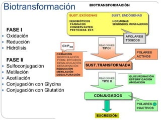 Biotransformación
FASE I
 Oxidación
 Reducción
 Hidrólisis
FASE II
 Sulfoconjugación
 Metilación
 Acetilación
 Conjugación con Glycina
 Conjugación con Glutatión
 