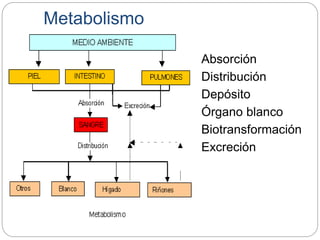 Metabolismo
Absorción
Distribución
Depósito
Órgano blanco
Biotransformación
Excreción
 