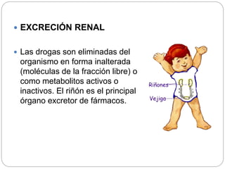  EXCRECIÓN RENAL
 Las drogas son eliminadas del
organismo en forma inalterada
(moléculas de la fracción libre) o
como metabolitos activos o
inactivos. El riñón es el principal
órgano excretor de fármacos.
 