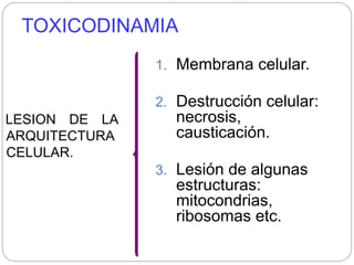 TOXICODINAMIA
LESION DE LA
ARQUITECTURA
CELULAR.
1. Membrana celular.
2. Destrucción celular:
necrosis,
causticación.
3. Lesión de algunas
estructuras:
mitocondrias,
ribosomas etc.
 