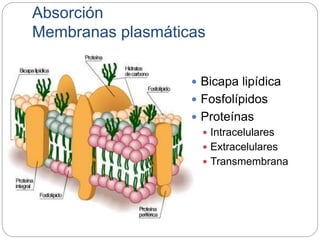 Absorción
Membranas plasmáticas
 Bicapa lipídica
 Fosfolípidos
 Proteínas
 Intracelulares
 Extracelulares
 Transmembrana
 