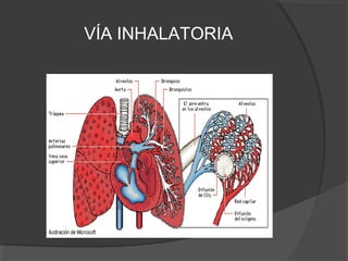 VÍA INHALATORIA
 