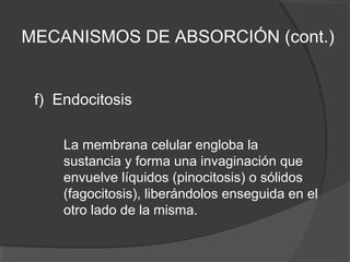 f) Endocitosis
La membrana celular engloba la
sustancia y forma una invaginación que
envuelve líquidos (pinocitosis) o sólidos
(fagocitosis), liberándolos enseguida en el
otro lado de la misma.
MECANISMOS DE ABSORCIÓN (cont.)
 