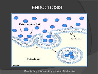 ENDOCITOSIS
Fuente: http://sis.nlm.nih.gov/toxtutor2/index.htm
 
