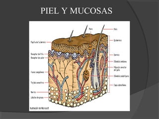 PIEL Y MUCOSAS
 