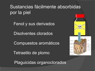 Sustancias fácilmente absorbidas
por la piel
Plaguicidas organoclorados
Tetraetilo de plomo
Compuestos aromáticos
Disolventes clorados
Fenol y sus derivados
 