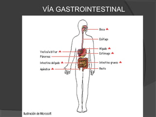 VÍA GASTROINTESTINAL
 