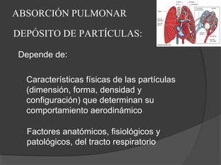 ABSORCIÓN PULMONAR
DEPÓSITO DE PARTÍCULAS:
Características físicas de las partículas
(dimensión, forma, densidad y
configuración) que determinan su
comportamiento aerodinámico
Factores anatómicos, fisiológicos y
patológicos, del tracto respiratorio
Depende de:
 