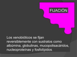 FIJACIÓN
Los xenobióticos se fijan
reversiblemente con sustratos como
albúmina, globulinas, mucopolisacáridos,
nucleoproteínas y fosfolípidos.
 
