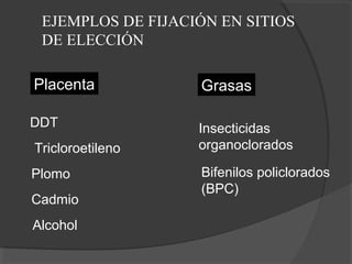 EJEMPLOS DE FIJACIÓN EN SITIOS
DE ELECCIÓN
Placenta
DDT
Tricloroetileno
Plomo
Cadmio
Alcohol
Grasas
Insecticidas
organoclorados
Bifenilos policlorados
(BPC)
 
