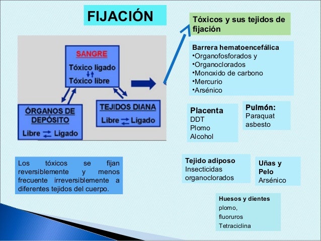 Toxicocinética y toxicodinamia