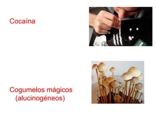 Cocaína




Cogumelos mágicos
 (alucinogéneos)
 