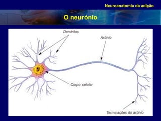 O neurónio Neuroanatomia da adição 