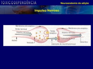 Neuroanatomia da adição Impulso Nervoso TOXICODEPENDÊNCIA 