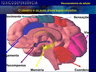 Neuroanatomia da adição O cérebro e as suas áreas especializadas TOXICODEPENDÊNCIA 