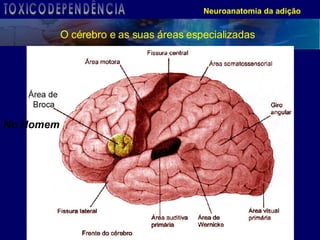 Neuroanatomia da adição O cérebro e as suas áreas especializadas TOXICODEPENDÊNCIA 