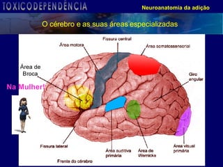 Neuroanatomia da adição O cérebro e as suas áreas especializadas TOXICODEPENDÊNCIA 