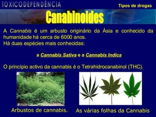 Tipos de drogas Arbustos de cannabis.  As várias folhas da Cannabis A  Cannabis  é um arbusto originário da Ásia e conhecido da humanidade há cerca de 6000 anos. Há duas espécies mais conhecidas:  a  Cannabis Sativa  e a  Cannabis   Indica O princípio activo da cannabis é o Tetrahidrocanabinol (THC).   Canabinoides TOXICODEPENDÊNCIA 