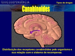 Tipos de drogas Distribuição dos receptores canabinóides pelo organismo e sua relação com o sistema de recompensa.  Canabinoides TOXICODEPENDÊNCIA 