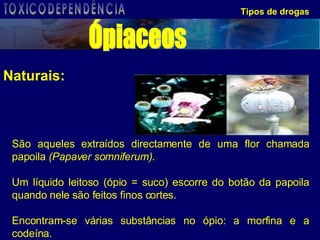 Tipos de drogas Naturais: São aqueles extraídos directamente de uma flor chamada papoila  (Papaver somniferum) . Um líquido leitoso (ópio = suco) escorre do botão da papoila quando nele são feitos finos cortes.  Encontram-se várias substâncias no ópio: a morfina e a codeína. Ópiaceos TOXICODEPENDÊNCIA 